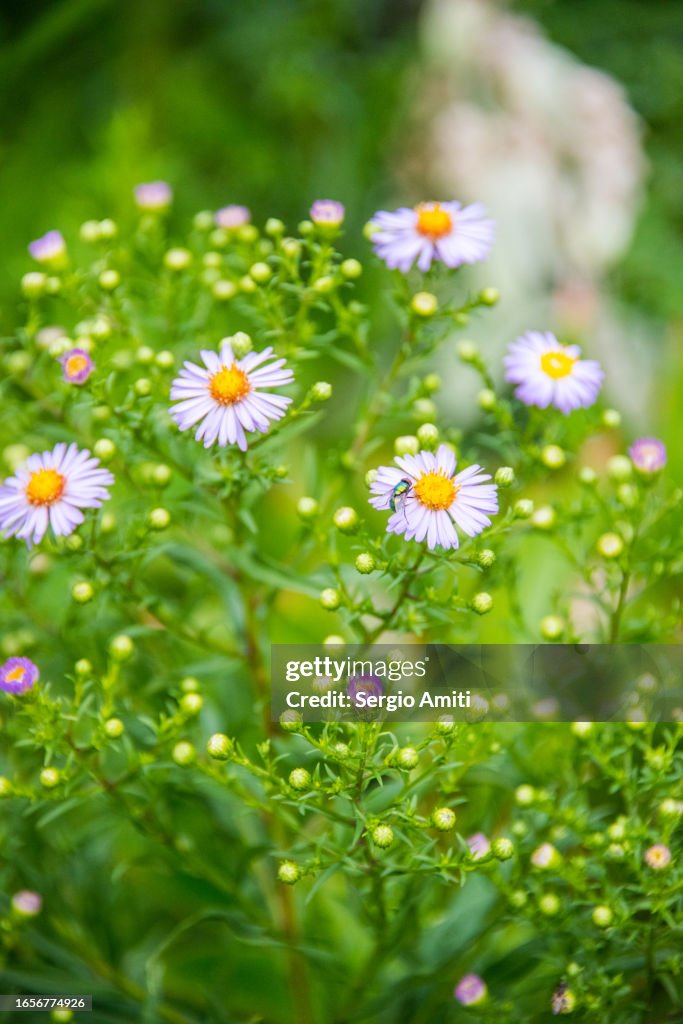 Symphyotrichum novi-belgii
