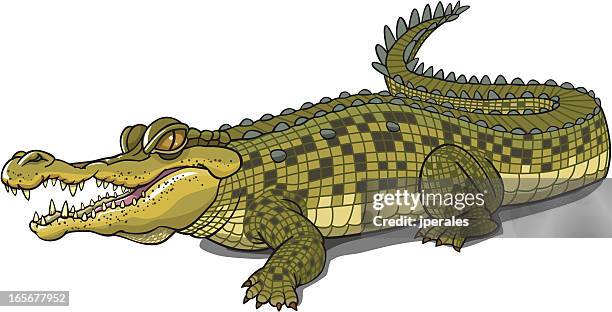 crocodile - crocodile stock illustrations