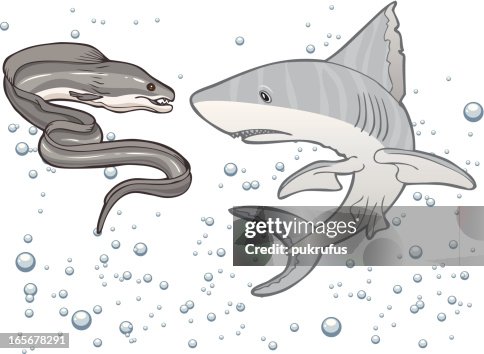 Shark-Eel Face-Off Shark-Eel Face-Off