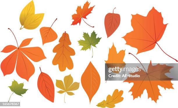 collection of autumn leaves on white background - canadian maple leaf stock illustrations