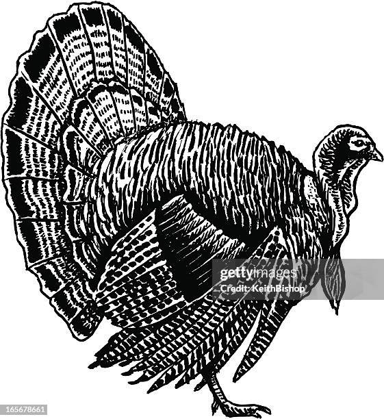 ilustrações de stock, clip art, desenhos animados e ícones de peru de ação de graças - wild turkey