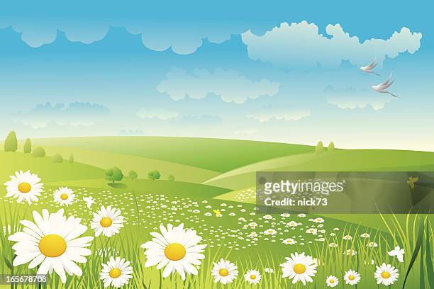 illustration of a daisy flower field - rolling landscape stock illustrations