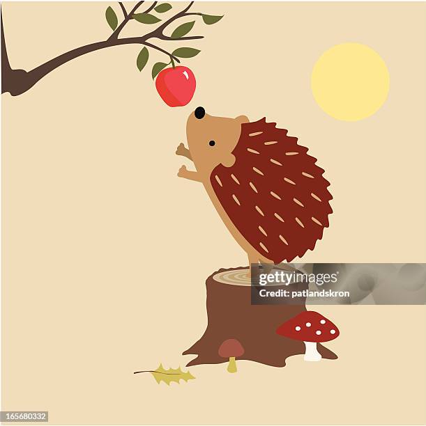 hedgehog finds an apple - hedgehog stock illustrations