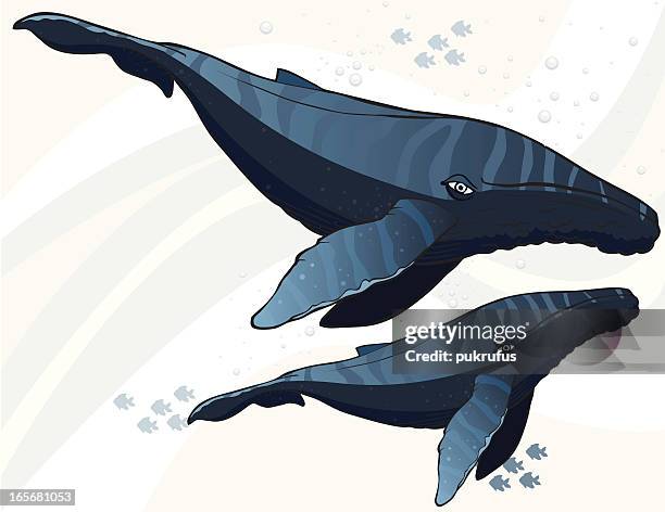 stockillustraties, clipart, cartoons en iconen met synchronized swimming - walvis