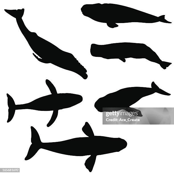 illustrazioni stock, clip art, cartoni animati e icone di tendenza di collezione silhouette di balena - whales