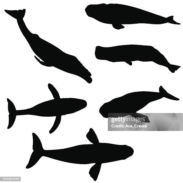 whale silhouette collection - endangered species stock illustrations