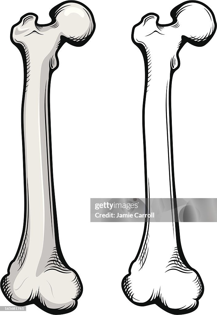 Femur bone illustration