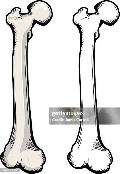 femur bone illustration - human bone stock illustrations