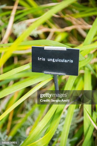 iris unguicularis - iris plant stock pictures, royalty-free photos & images