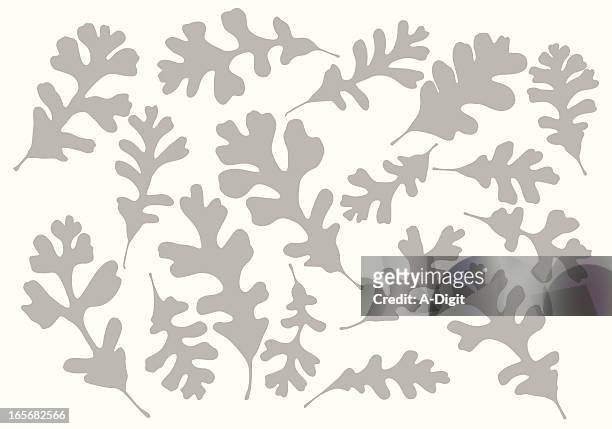 stockillustraties, clipart, cartoons en iconen met different oak leaves background vector silhouette - eikenblad