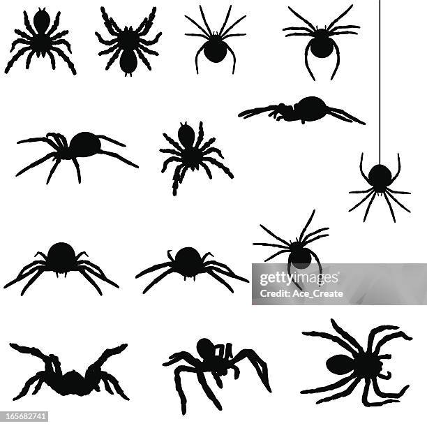 stockillustraties, clipart, cartoons en iconen met spider silhouette collection - hoektand dierentand