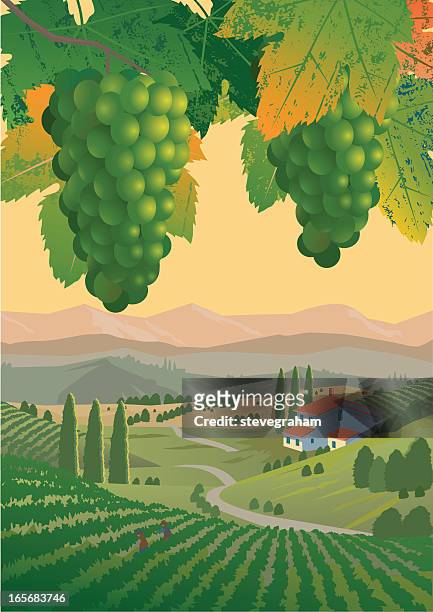 ilustraciones, imágenes clip art, dibujos animados e iconos de stock de la mañana viñedos - viñedo
