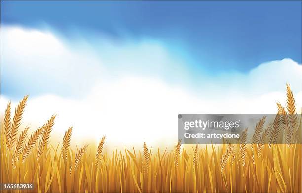 stockillustraties, clipart, cartoons en iconen met paddy or grain field - wheat farm