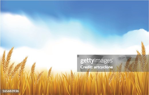 Paddy or Grain Field Paddy or Grain Field