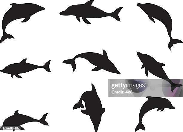 stockillustraties, clipart, cartoons en iconen met dolphins in action - dolfijn