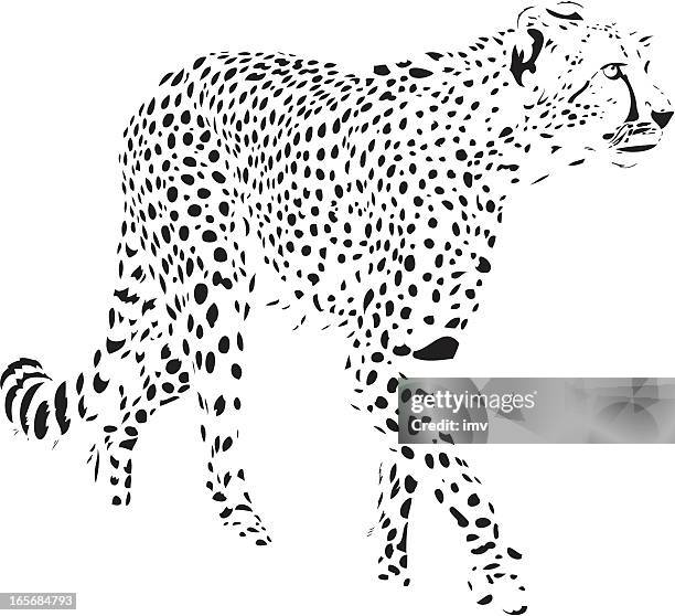 bildbanksillustrationer, clip art samt tecknat material och ikoner med cheetah vector - gepard