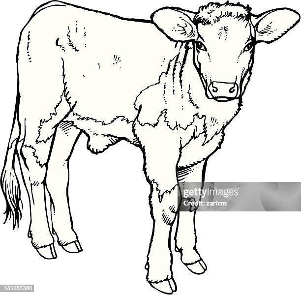 ilustraciones, imágenes clip art, dibujos animados e iconos de stock de pantorrilla - calf