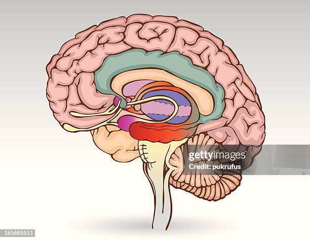 illustrations, cliparts, dessins animés et icônes de cerveau isolé - amygdale système limbique