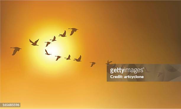 migration birds or geese - canada goose stock illustrations