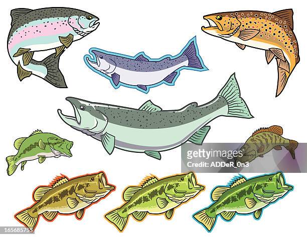 fisch: wolfsbarsch, lachs, regenbogenforelle - speckled trout stock-grafiken, -clipart, -cartoons und -symbole