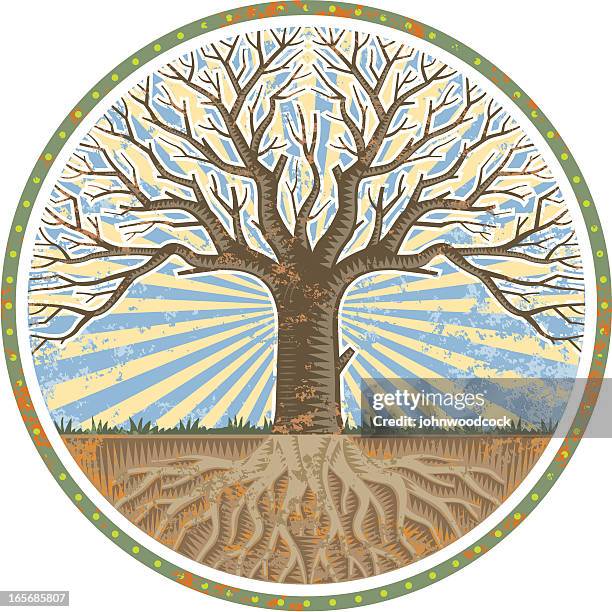 Tree Root Circle Tree Roots Circle Photos and Premium High Res Pictures - Getty Images