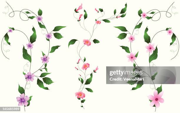 set of vine.. - vine plant stock illustrations