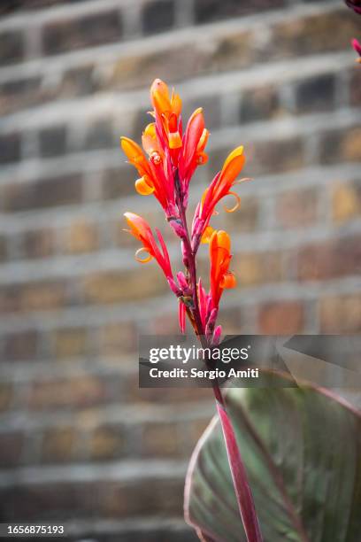 canna lily - blumenrohr stock-fotos und bilder