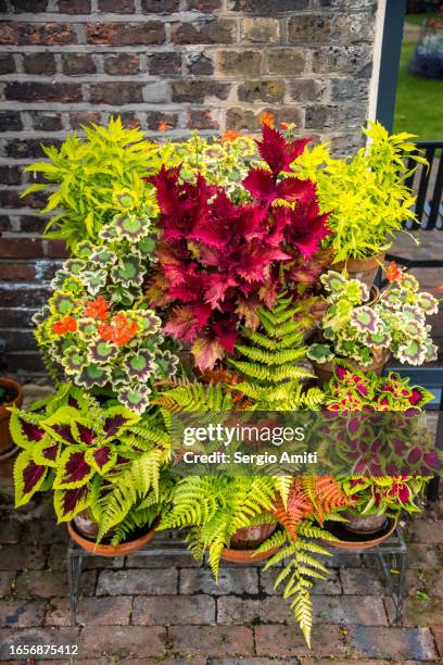 silver cock’s comb, begonia rex and coleus plants - coleus stock pictures, royalty-free photos & images