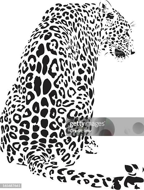 leopard illustration (panthera pardus) - leopard spots stock illustrations