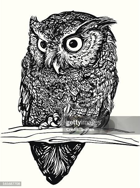 illustrations, cliparts, dessins animés et icônes de petit-duc maculé des indes - owl