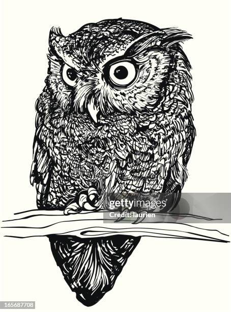 eastern screech owl - owl stock illustrations