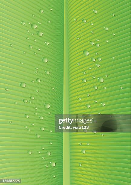 drops on green leaf - plant leaf close up vein stock illustrations