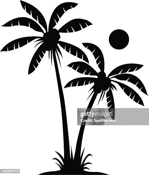two palms in black and white - areca stock illustrations