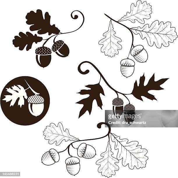 oak branch - acorns stock illustrations