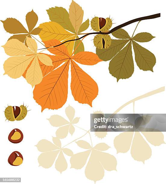 stockillustraties, clipart, cartoons en iconen met horse chestnut tree - chestnut food