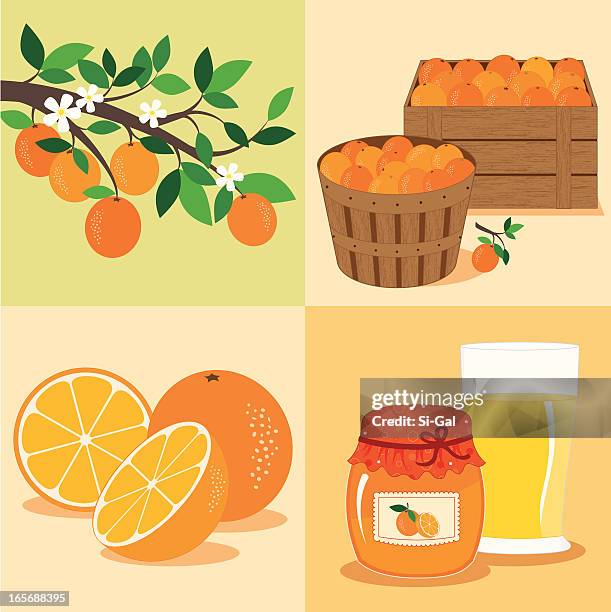 orangen vom baum zu tisch - orange frucht stock-grafiken, -clipart, -cartoons und -symbole