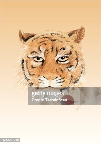 Tiger Tiger
