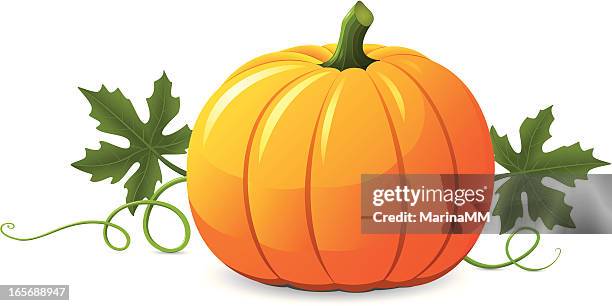 stockillustraties, clipart, cartoons en iconen met vector pumpkin illustration on white background - pompoen