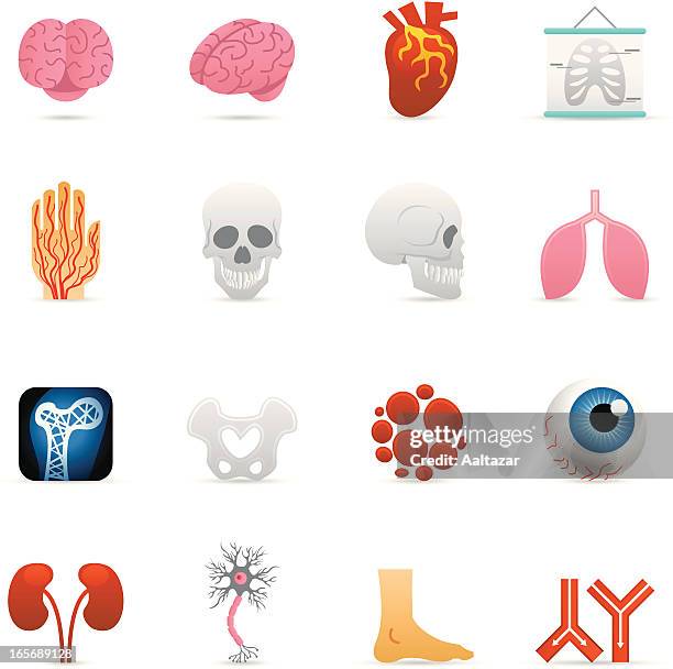 color icons - anatomy - cardiac muscle tissue stock illustrations