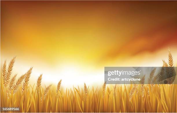 golden paddy field - rice field stock illustrations