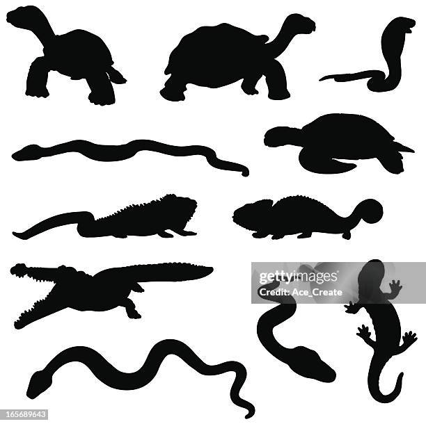 reptile silhouette collection - large group of animals stock illustrations