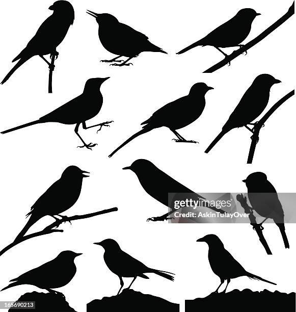 stockillustraties, clipart, cartoons en iconen met birds - nightingale bird