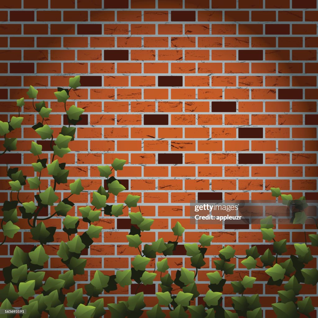 Ivy on Brick Wall