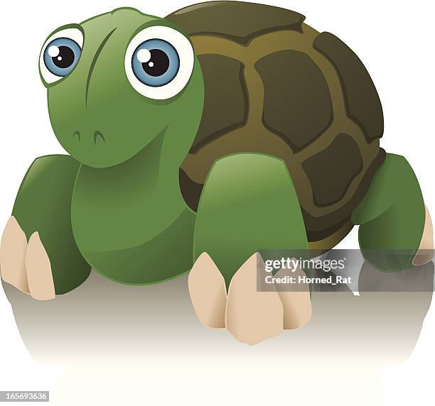 turtle - turtle shell stock illustrations