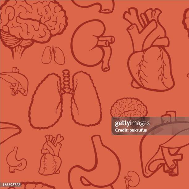 Organs Function Background 129 Human Body Organs Background High Res Illustrations - Getty Images