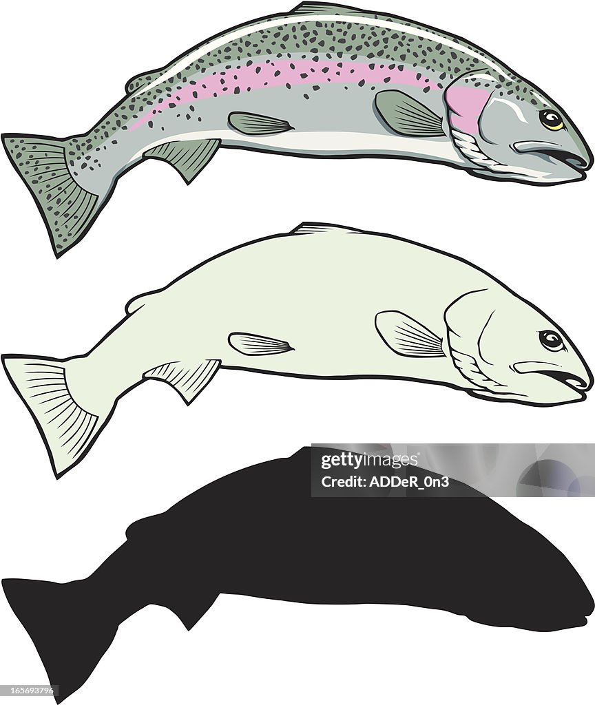 Rainbow Trout Illustration Set