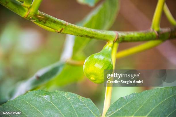 fig on tree - fig stock pictures, royalty-free photos & images