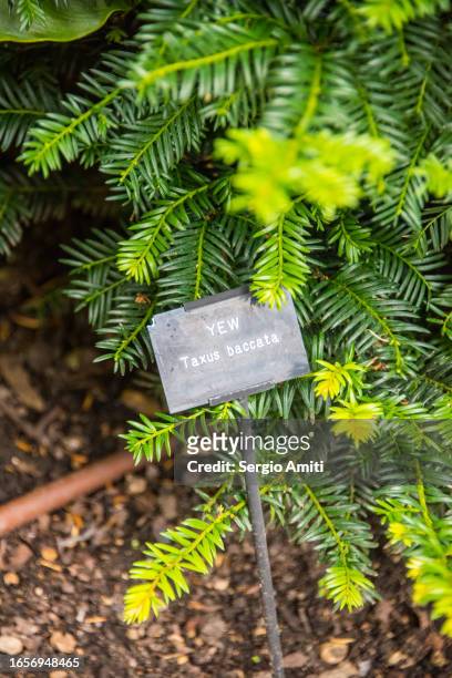 yew - yew stock pictures, royalty-free photos & images