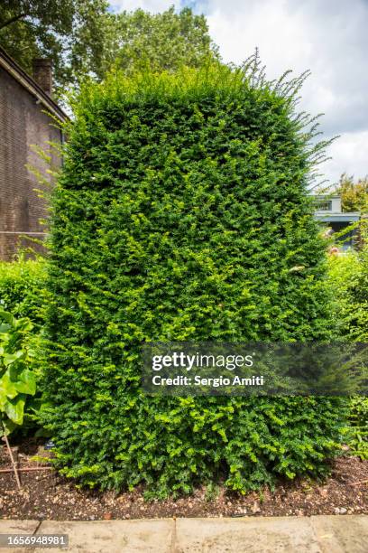 yew tree - yew needles stock pictures, royalty-free photos & images