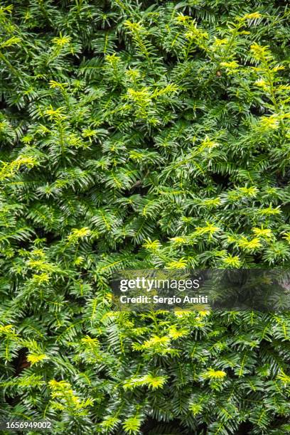 english yew - yew stock pictures, royalty-free photos & images